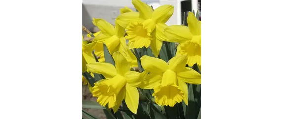 FRüHLINGSGEFüHLE AUS DER ZWIEBEL!