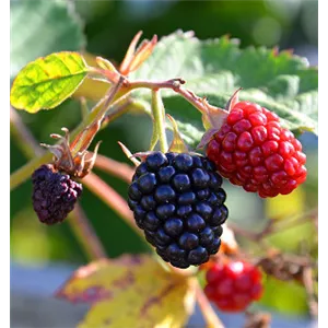 OBSTGARTEN FÜR KINDER