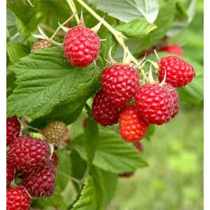 OBSTGARTEN FÜR KINDER