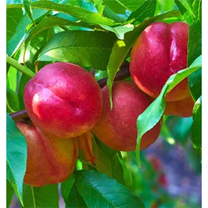 OBSTGARTEN FÜR KINDER