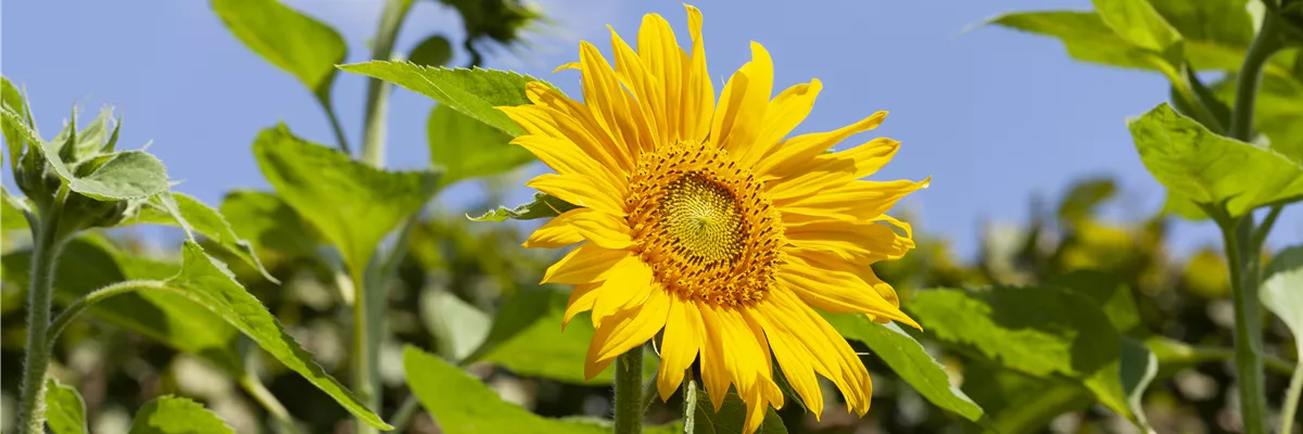 Helianthus annuus