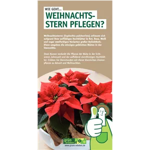 WIE GEHT... WEIHNACHTSSTERN PFLEGEN?