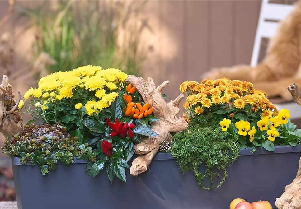 BLüTEN FüR DEN HERBSTBALKON!