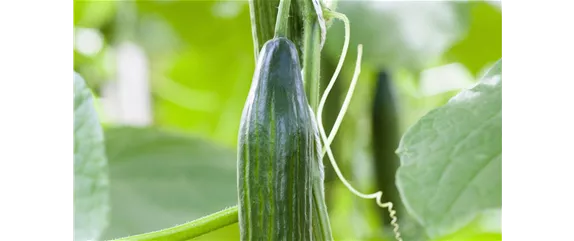 GESUND, GESüNDER, SELBSTVERSORGER!