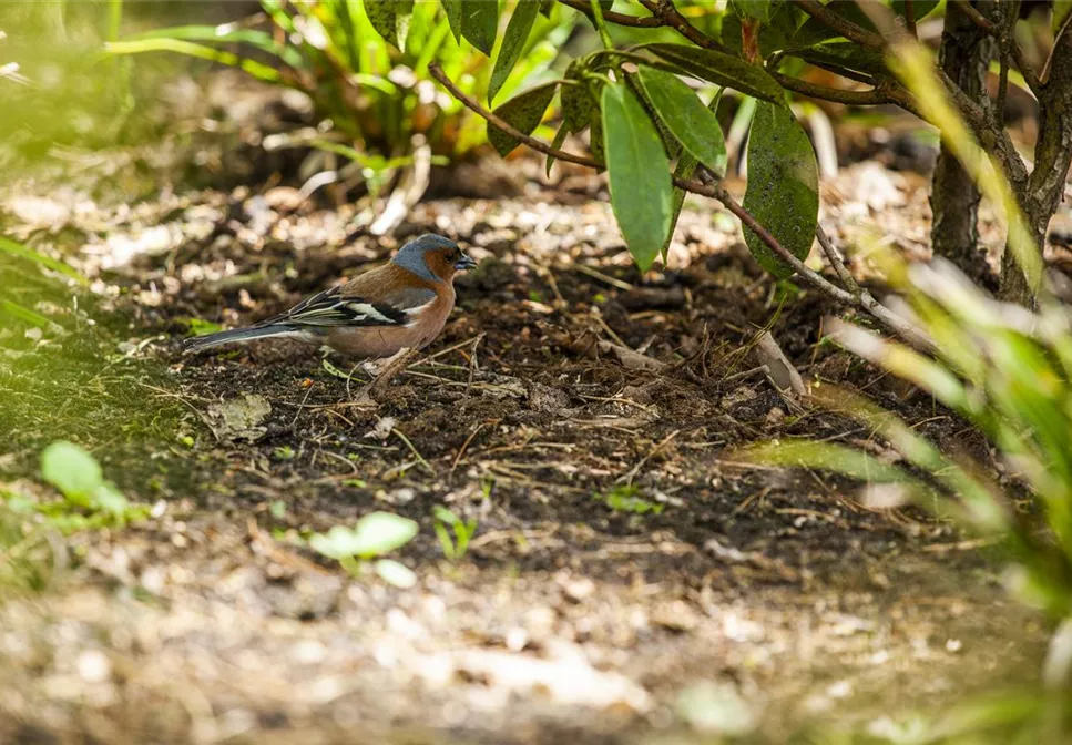 Der Garten – Heimat für Vögel und Co.