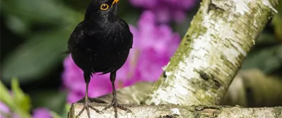 Der Garten – Heimat für Vögel und Co.