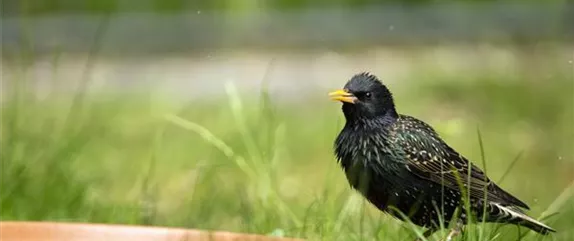 Der Garten – Heimat für Vögel und Co.