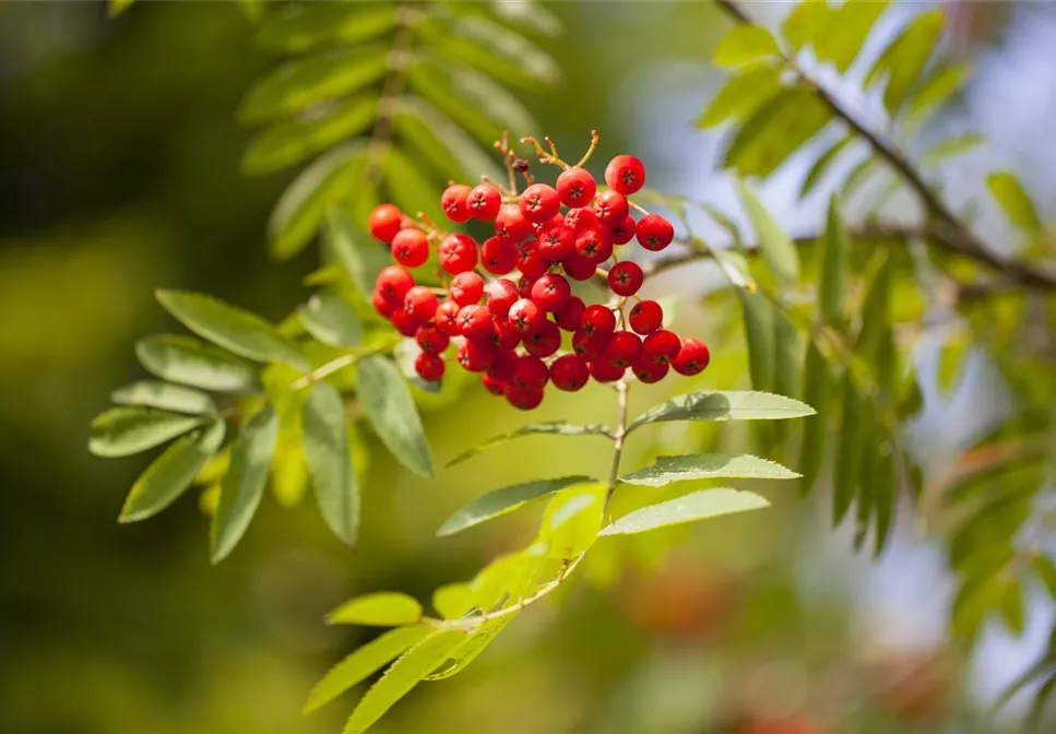 Sträucher für den naturnahen Garten