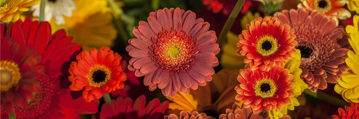 Gerbera