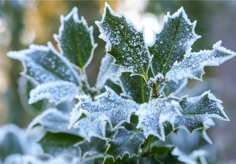 Pflanze des Monats Dezember: Stechpalme